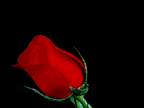 fleur